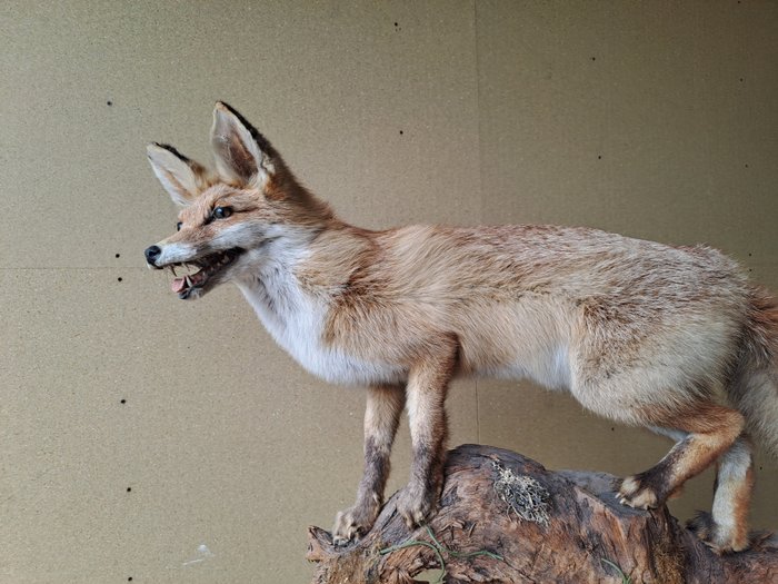 红狐 动物标本剥制全身支架 - Vulpes vulpes - 75 cm - 100 cm - 30 cm - 非《濒危物种公约》物种 - 1