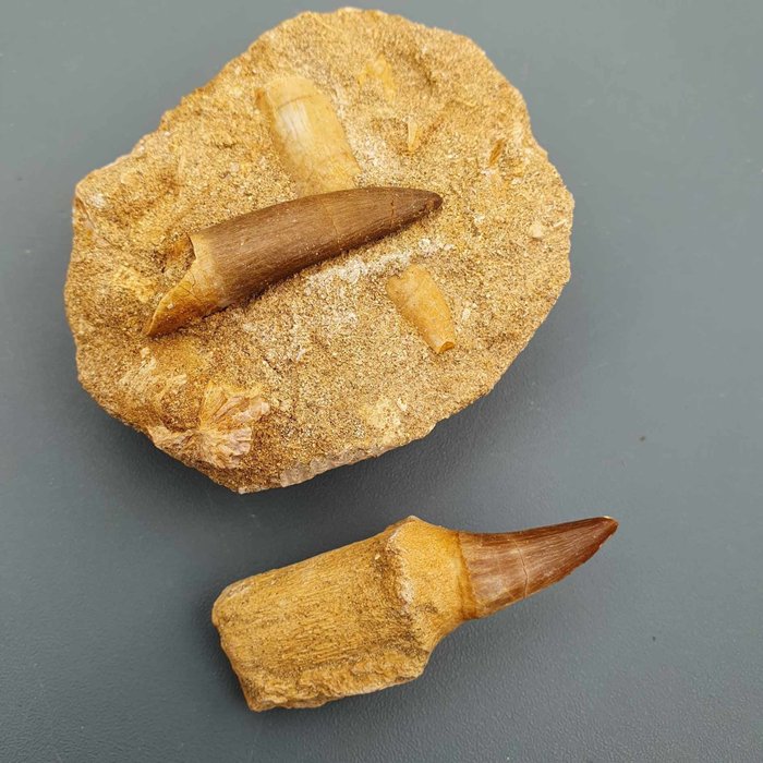 海洋爬行动物 - 牙齿化石 - Mosasaurus & Plesiosaurus sp. - 74 mm - 60 mm  (没有保留价)