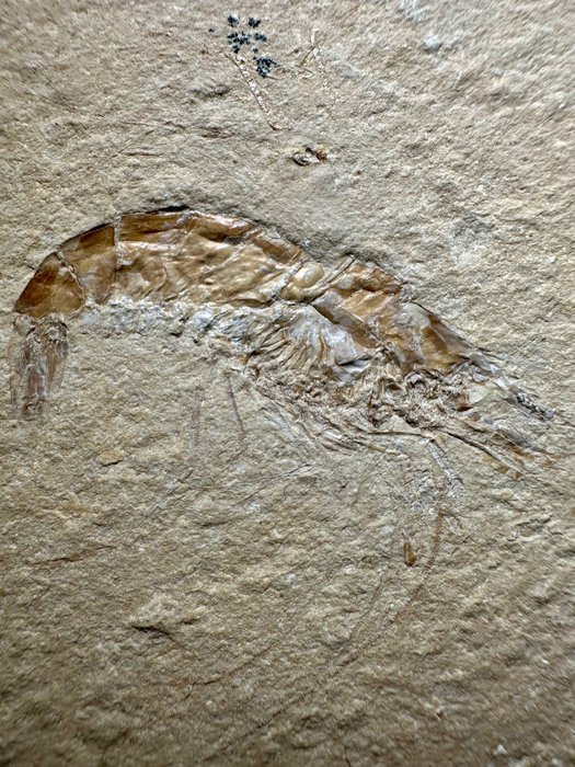 Placă de mortalitate a creveților x 3 - Carapace fosilă - Carpopenaeus sp.