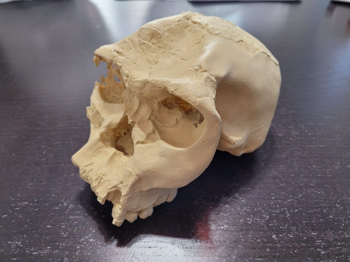 Homo Habilis OH 24 Museum Replica Skalle - Homo Habilis - 10 10 - 11.5 cm - 18 cm- Tanzania -  (1)