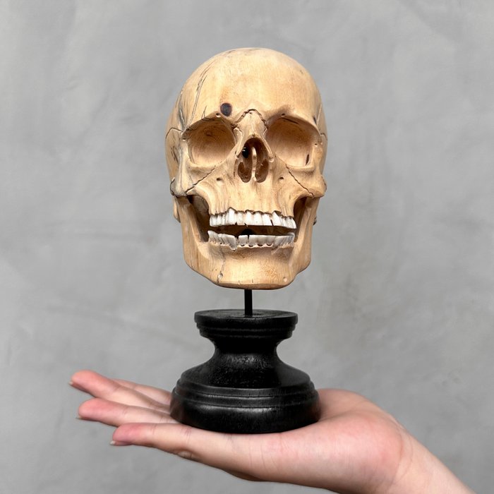 Schnitzerei, NO RESERVE PRICE - Stunning Wooden Human Skull With A Beautiful Grain - 17 cm - Tamarindenholz