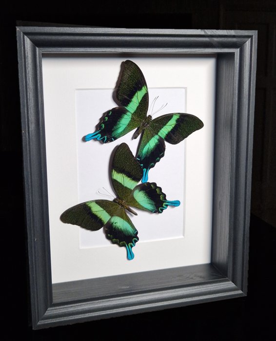Echte pauwzwaluwstaartvlinders in frame Taxidermie volledige montage - Papilio blumei - 25 cm - 20 cm - 7 cm - Geen-CITES-soort