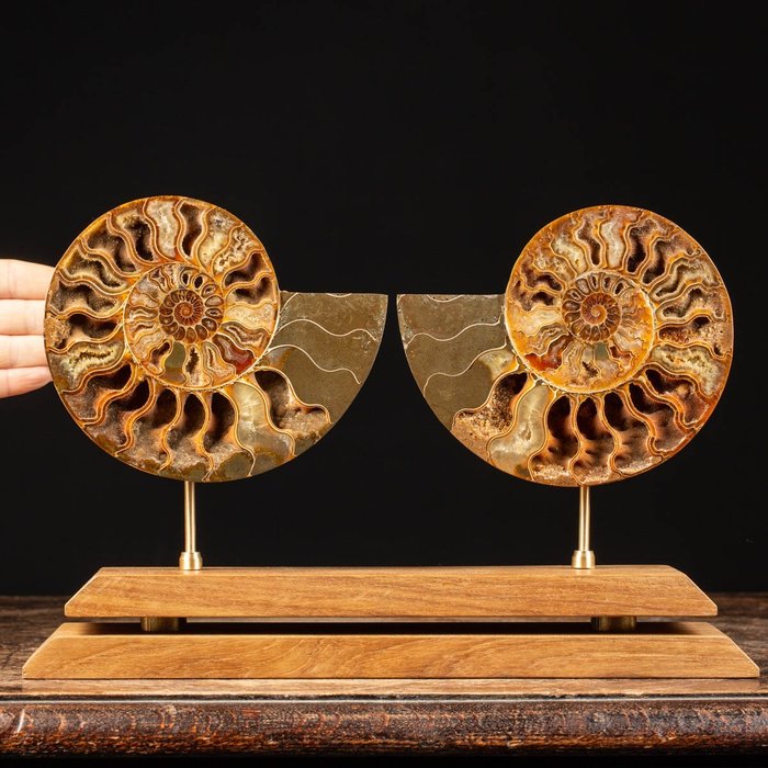 Ammonit auf künstlerischem Sockel aus Holz und satiniertem Messing - Tierfossil - Aioloceras (Cleoniceras) sp. - 20 cm - 38 cm
