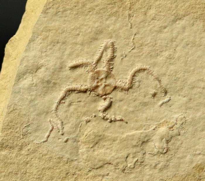 Enestående fossil søstjerne - Naturlig multiplum - Forstenet dyr - Ophiopetra lithographica - 12.2 cm - 10.8 cm