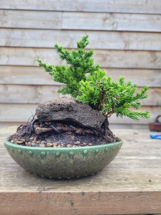 Juniper bonsai (Juniperus) - Height (Tree): 18 cm - Depth (Tree): 20 cm - Netherlands