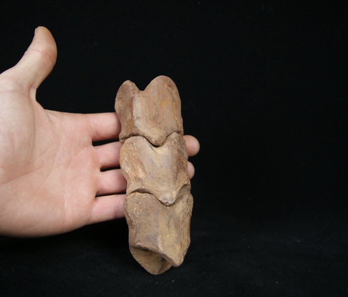dedo do pé cheio - Esqueleto fóssil - Spinosaurio Aegyptiacus - 15 cm