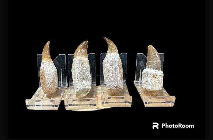 4 颗牙齿 一组牙齿 - Mosassaurus - 8 cm - 4 cm - 2.5 cm -  (4)
