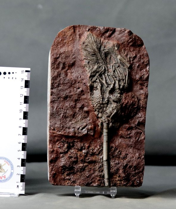 Crinoid fosil fin cu tulpină - Animale fosilizate - Scyphocrinites elegans - 20.5 cm - 13 cm