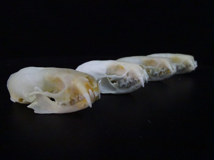 貂 頭骨 - Neovison vison - 2 cm - 3 cm - 4 cm- non-CITES species -  (4)