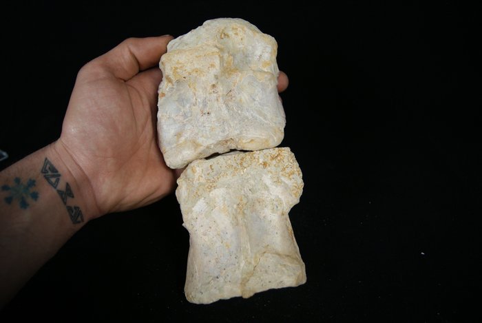 set of cervical vertebrae - Fossil vertebra bone - Spinosaurio Aegyptiacus - 21 cm