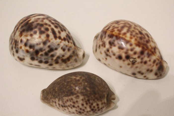 3 conchiglie o conchiglie Cypraea Tigris 9, 9 e 7 cm Conchiglia marina - 3 conque ou coquillage Cypraea Tigris  (Senza Prezzo di Riserva)