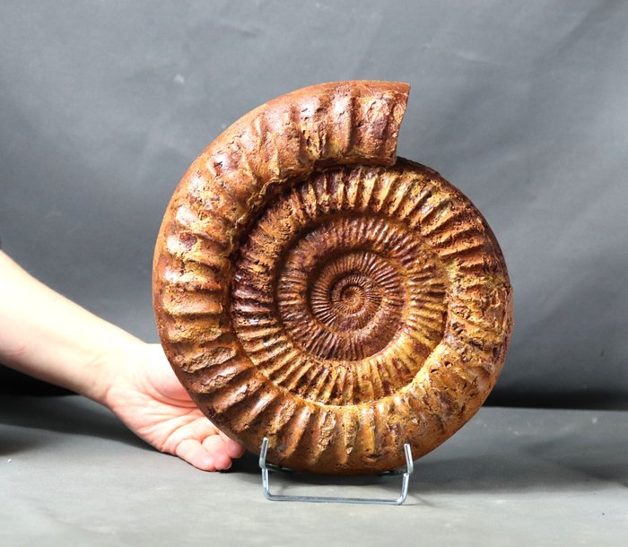 Ammonite de grande taille - Sur un élégant support en acier - Animal fossilisé - Kranaosphinctes roedereri ( 27.5 cm ! )