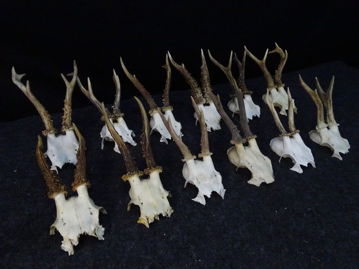 Colecție de căprioară de epocă Craniu - Capreolus capreolus - 0 cm - 0 cm - 0 cm- non-CITES species -  (12)
