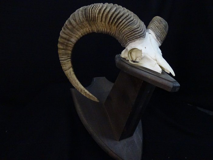 摩弗侖羊 頭骨 - Ovis a. musimon - 34 cm - 47 cm - 43 cm- 非《瀕臨絕種野生動植物國際貿易公約》物種