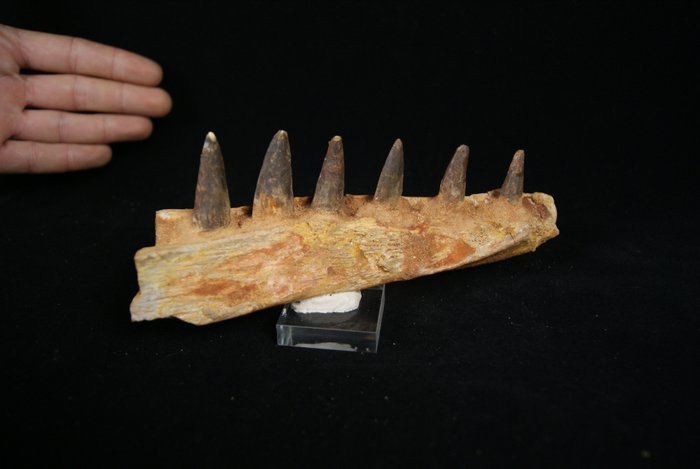 不可思議的下巴 - 顎骨化石 - Spinosaurio Aegyptiacus - 19.5 cm