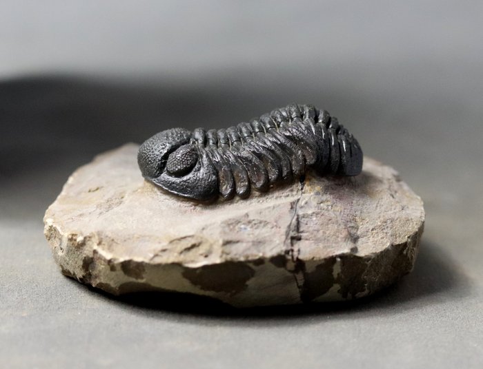 Trilobita da melhor qualidade - Com olhos excepcionais - Animal fossilizado - Morocops granulops - 4.6 cm