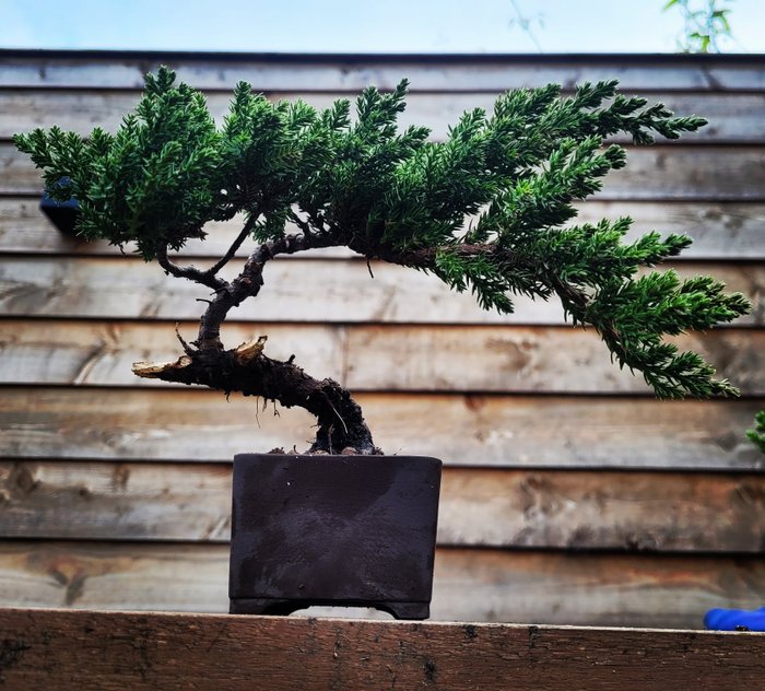 Kataja-bonsai (Juniperus) - Korkeus (puu): 15 cm - Syvyys (puu): 27 cm - Alankomaat