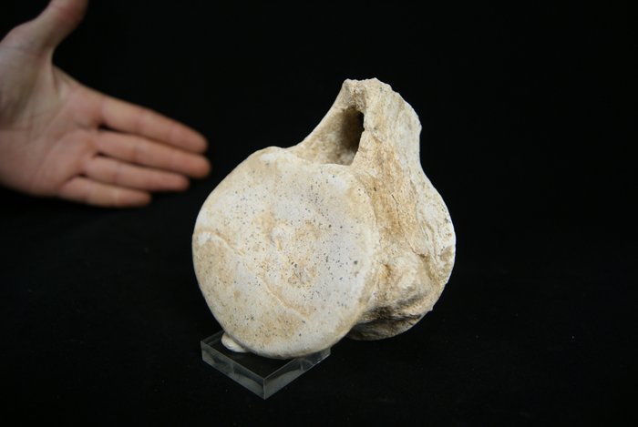 Merellinen matelija - Fossiilinen selkärangan luu - Plesiosaurus - 12 cm - 11 cm