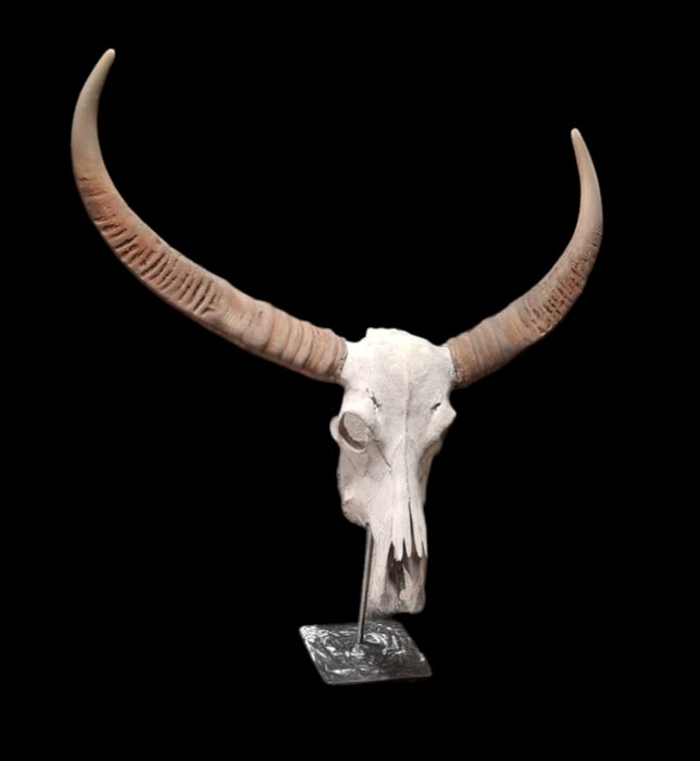 Cráneo de búfalo de agua asiático grande - sobre soporte de metal Preparación taxidérmica de cuerpo completo - Bubalus bubalis - 85 cm - 95 cm - 1 cm - Especie no CITES