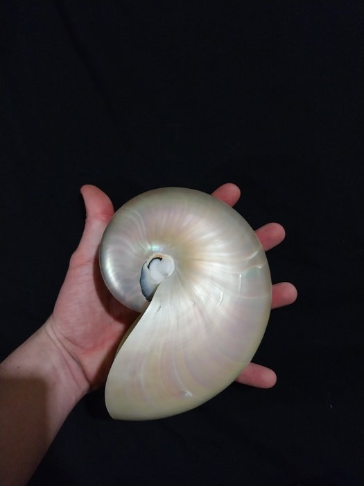 Nautilus Seemuschel - Nautilus