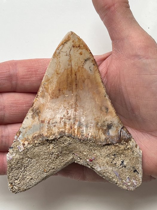 Megalodon tand 10,8 cm - Fossil tand - Carcharocles megalodon  (Ingen mindstepris)