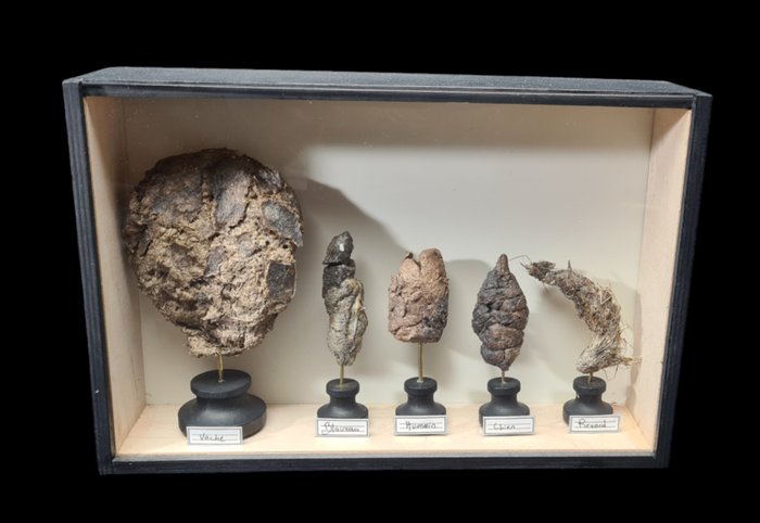 European Mammal Scat - dried and varnished collection in black museum box  - Diorama - France