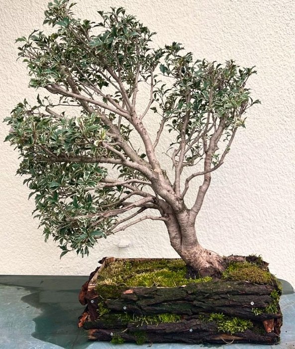 Ostrokrzew Bonsai - Wysokość (drzewko): 39 cm - Głębokość (drzewko): 75 cm - Japonia