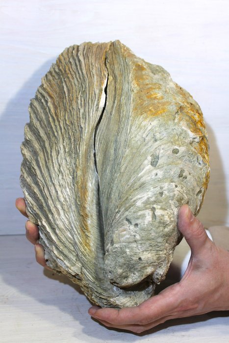 海螺 - 贝壳化石 - 36 cm - 23 mm