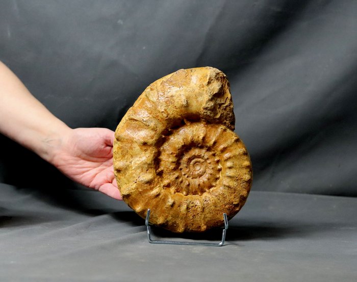 Amonita fina con espinas - NO PULIDA - Animal fosilizado - Euaspidoceras acanthodes - 20.5 cm