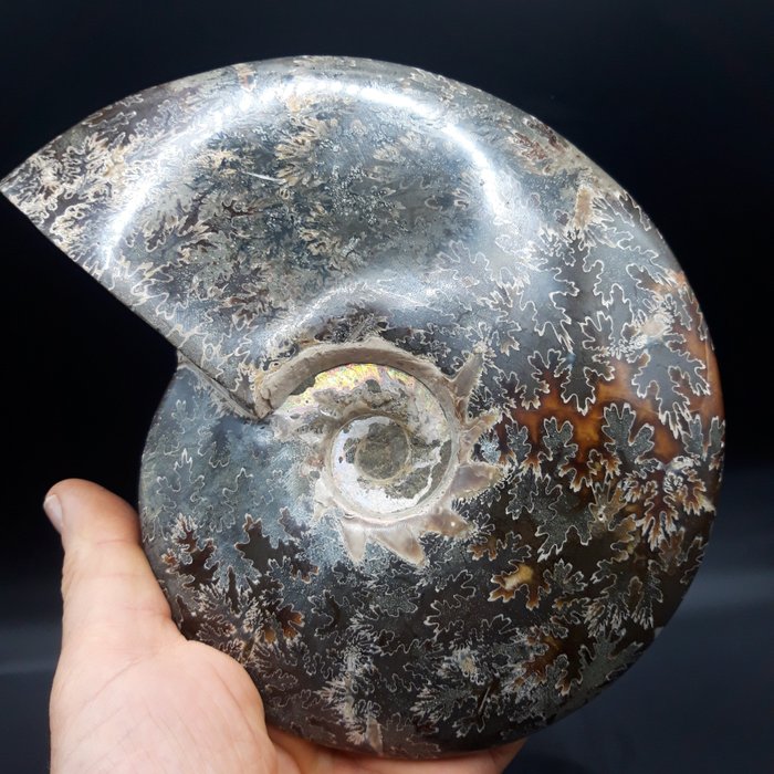 斑彩螺 - 贝壳化石 - 205 mm - 170 mm