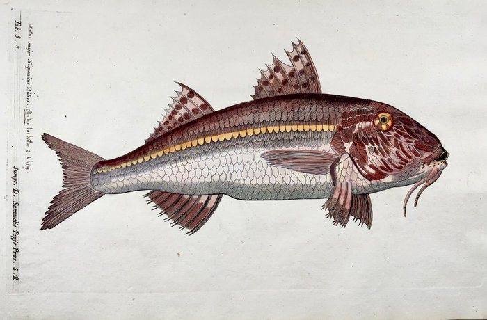 Paul van Somer (1577-1621) - Goatfish, Mullus Barbatus, ichthyology, large folio copper engraving