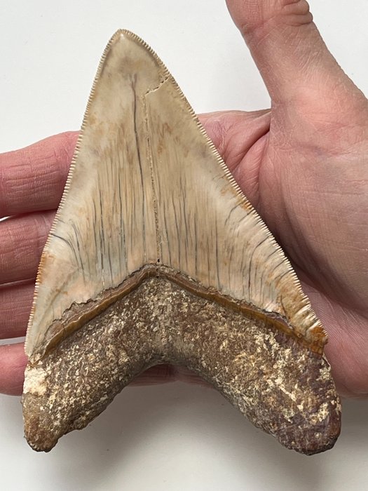 巨齿鲨牙齿 12.7 厘米（5 英寸） - 牙齿化石 - Carcharocles megalodon