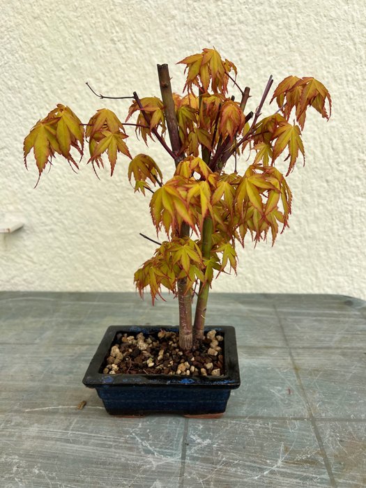handvormige esdoorn bonsai - Hoogte (boom): 39 cm - Diepte (boom): 30 cm - Japan