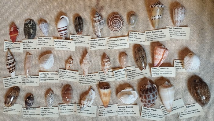 收集 138 个已鉴定的不同海贝壳 海贝 - Conchas marinas  (没有保留价)