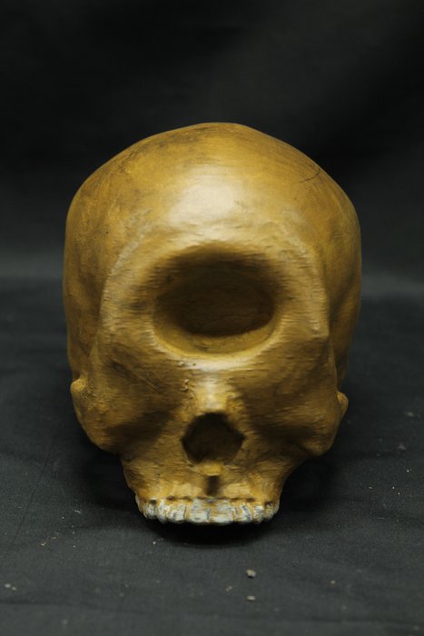 神話中的獨眼巨人頭骨 頭骨 - - - 12 cm - 10 cm - 15 cm