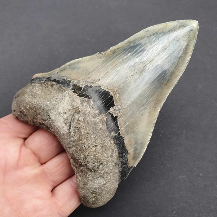 Megalodon-Hai - Fossiler Zahn - megaselachus megalodon - 137 mm - 96 mm  (Ohne Mindestpreis)