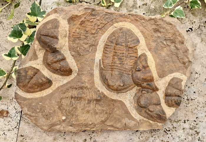 Trilobiitti - Kivettynyt eläin - 38 cm  (Ei pohjahintaa)