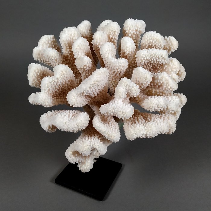 Blumenkohlkoralle auf maßgefertigtem Ständer Koralle - Pocillopora eydouxi