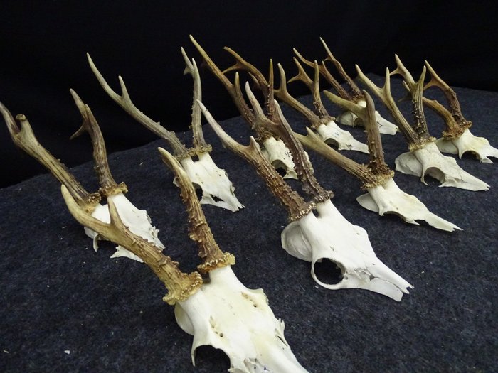 Coleção de crânios antigos de Roebuck Crânio - Capreolus capreolus - 0 cm - 0 cm - 0 cm- non-CITES species -  (10)