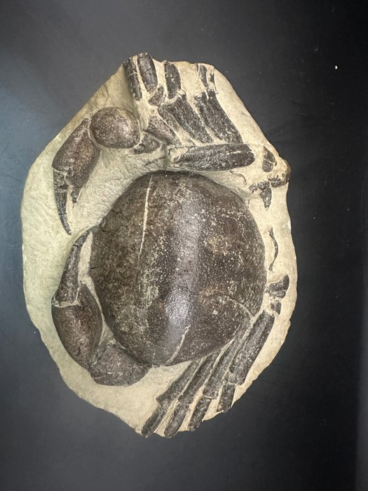 螃蟹 - 動物化石 - Tumidocarcinus giganteus - 18.5 cm - 13 cm