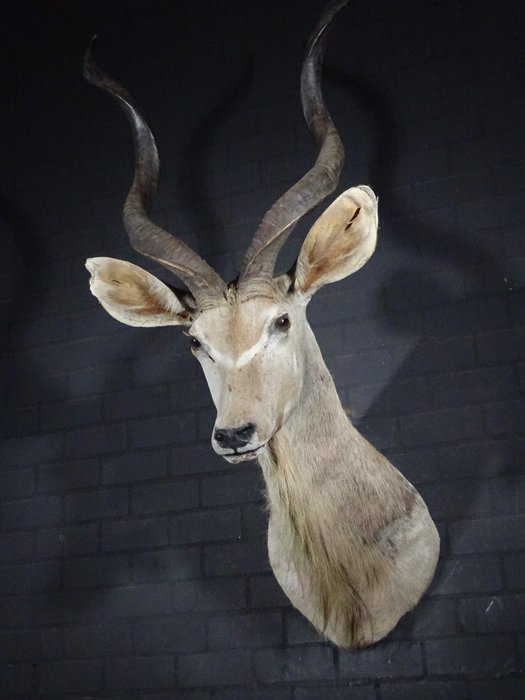 Greater Kudu Shoulder-mount - Schedel - Tragelaphus strepsiceros - 90 cm - 150 cm - 65 cm- non-CITES species