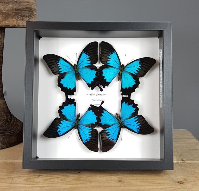 De vrais papillons bleus dans le cadre Support de corps entier pour taxidermie - Papilio ulysses - 25 cm - 25 cm - 7 cm - Espèces non-CITES