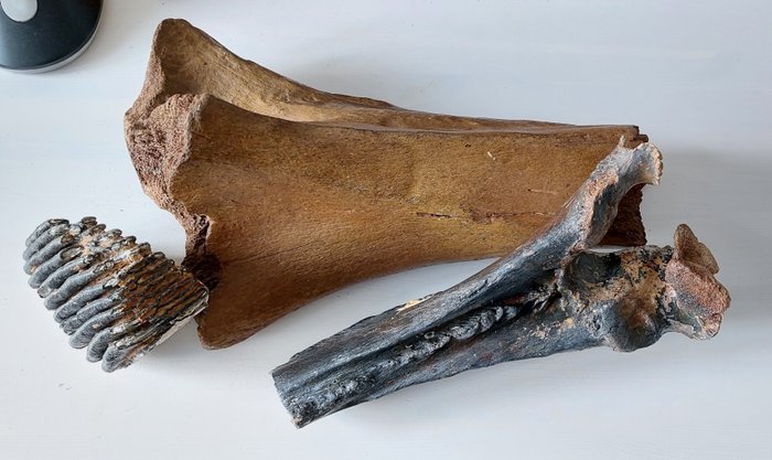 Mammouth laineux - Os fossilisé