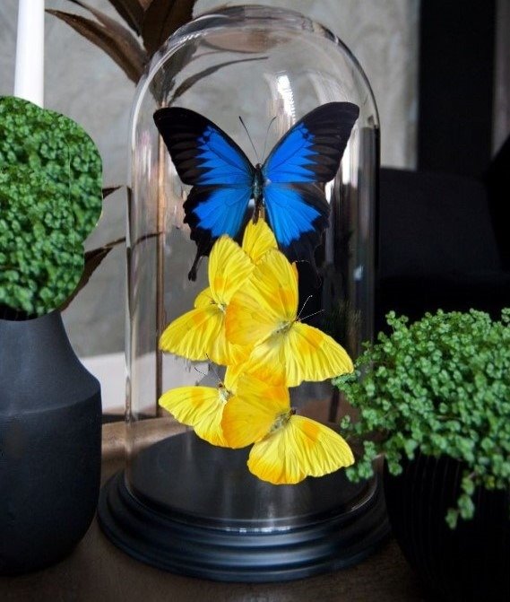 Skulptur, Blue emperor - 27 cm - Echte Schmetterlinge unter der Kuppel - 2019