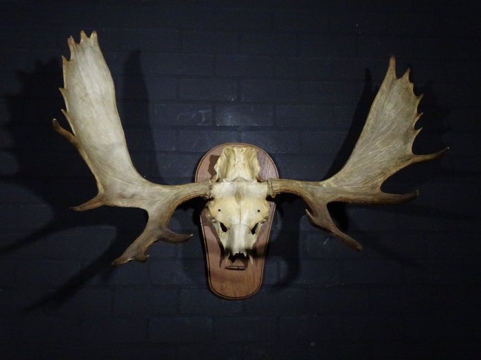 Very Large Northern Elk/Moose Skull - Alces alces - 45 cm - 90 cm - 119 cm- non-CITES species