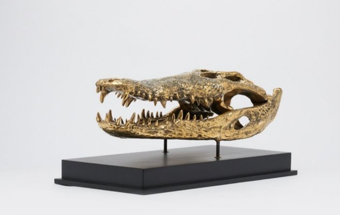 动物主题收藏系列 - 鳄鱼头骨