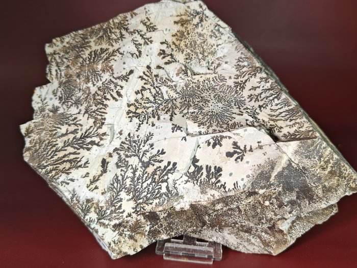 “A árvore de pedra” desenvolveu dendritos de manganês perfeitamente em uma matriz branca. - Altura: 22 cm - Largura: 17 cm- 2525 g
