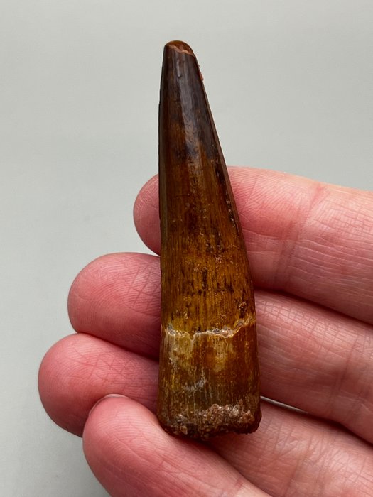 Espinossauro - Dente fóssil - 6.5 cm - 1.7 cm