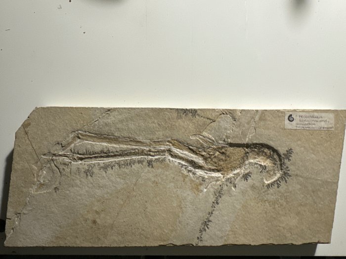 Decapod Crustacean - Animale fossilizzato - Mecochirus longimanatus - 3 cm - 13 cm  (Senza Prezzo di Riserva)