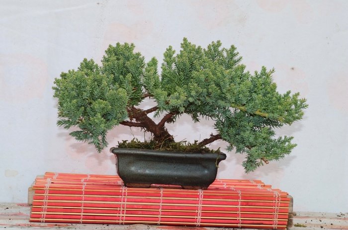 Juniper bonsai (Juniperus) - Height (Tree): 16 cm - Depth (Tree): 37 cm - Japan